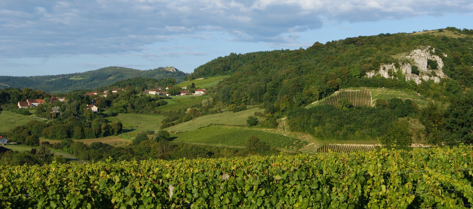 Vignes du Domaine Joly à Rotalier